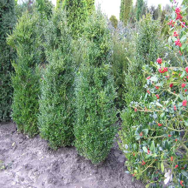 Buxus sempervirens arborescens